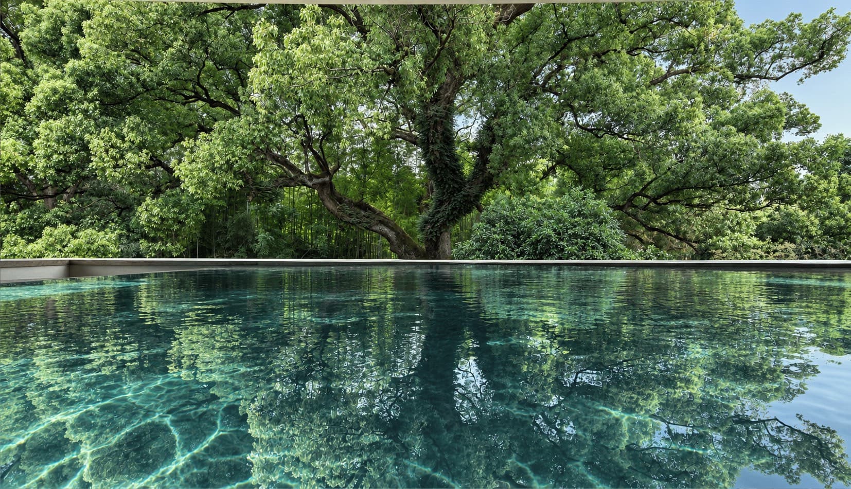 A great canopy tree reflected in a still infinity pool